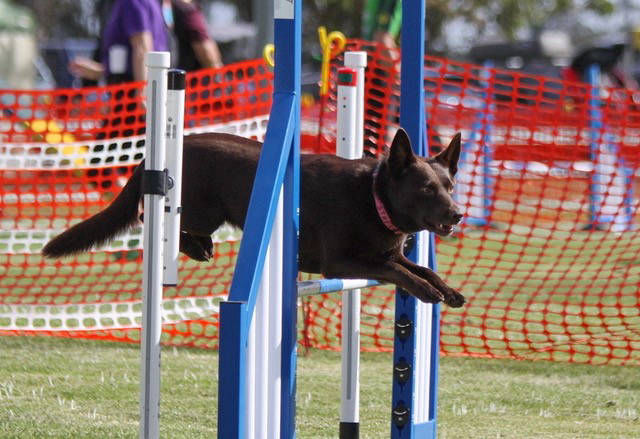 Westernport sales dog obedience